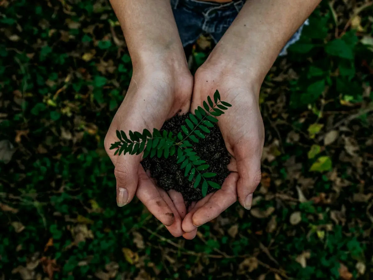 Hands holding a young seedling and soil, symbolising a sustainable online marketplace